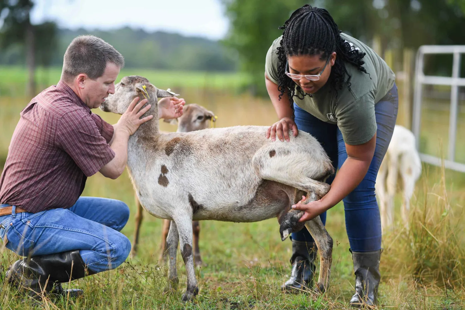 Student and professor examine a goat