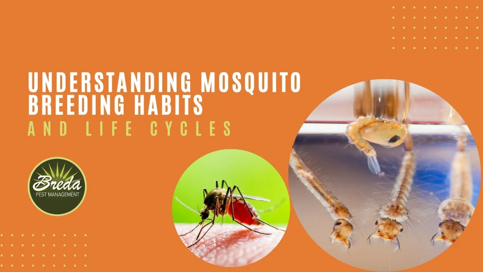 Title graphic: Understanding mosquito breeding habits and life cycles