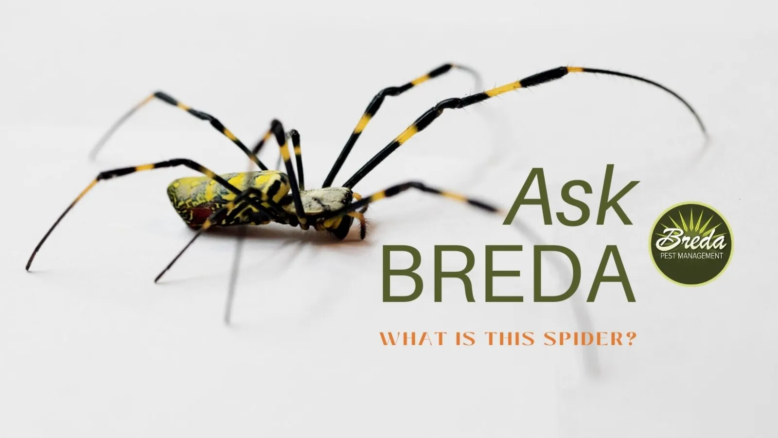 breda offers pest extermination services in atlanta