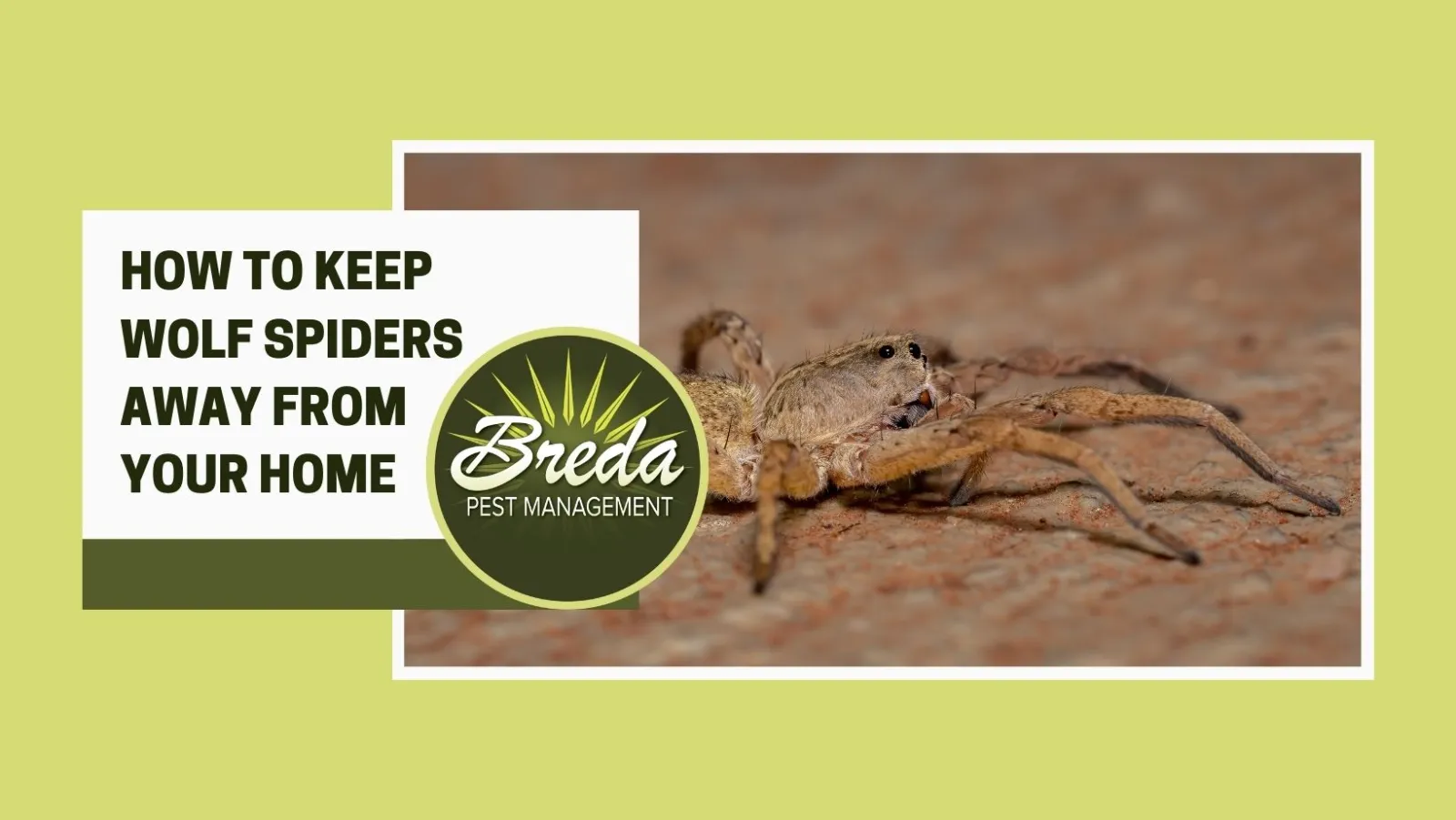 Wolf Spider  Pest Information & Prevention Tips