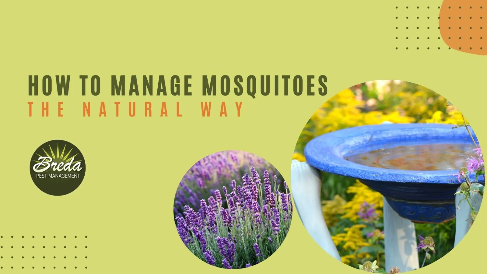 Title graphic: How to manage mosquitoes the natural way