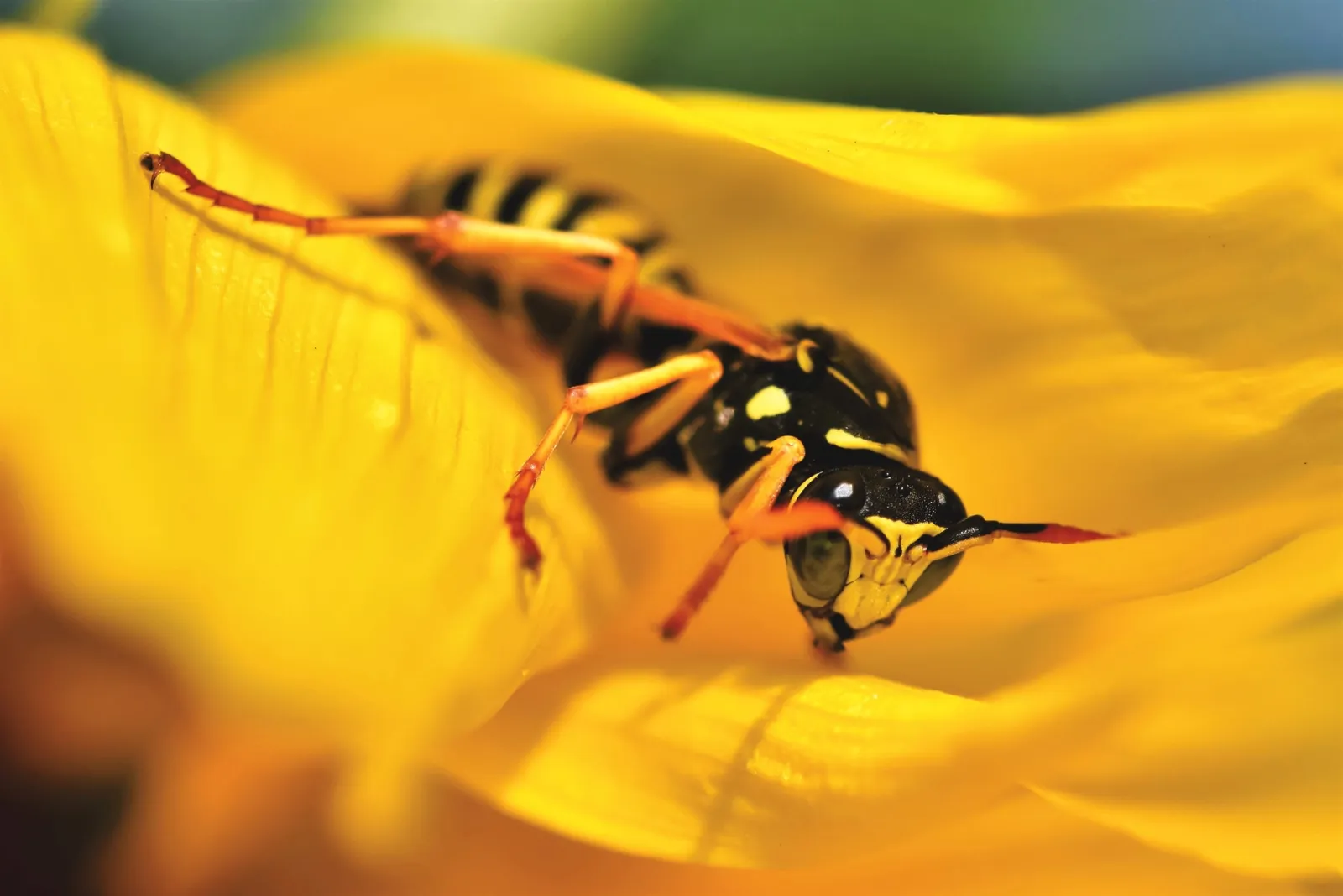 Yellow Jacket Bee Control & Treatments in Atlanta GA