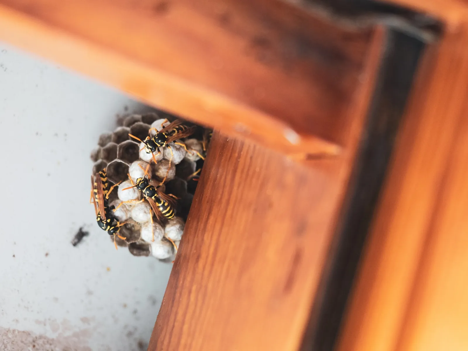 hornets building a nest under a wooden deck