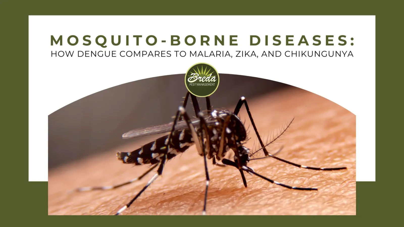 mosquito borne diseases dengue malaria zika chikungunya