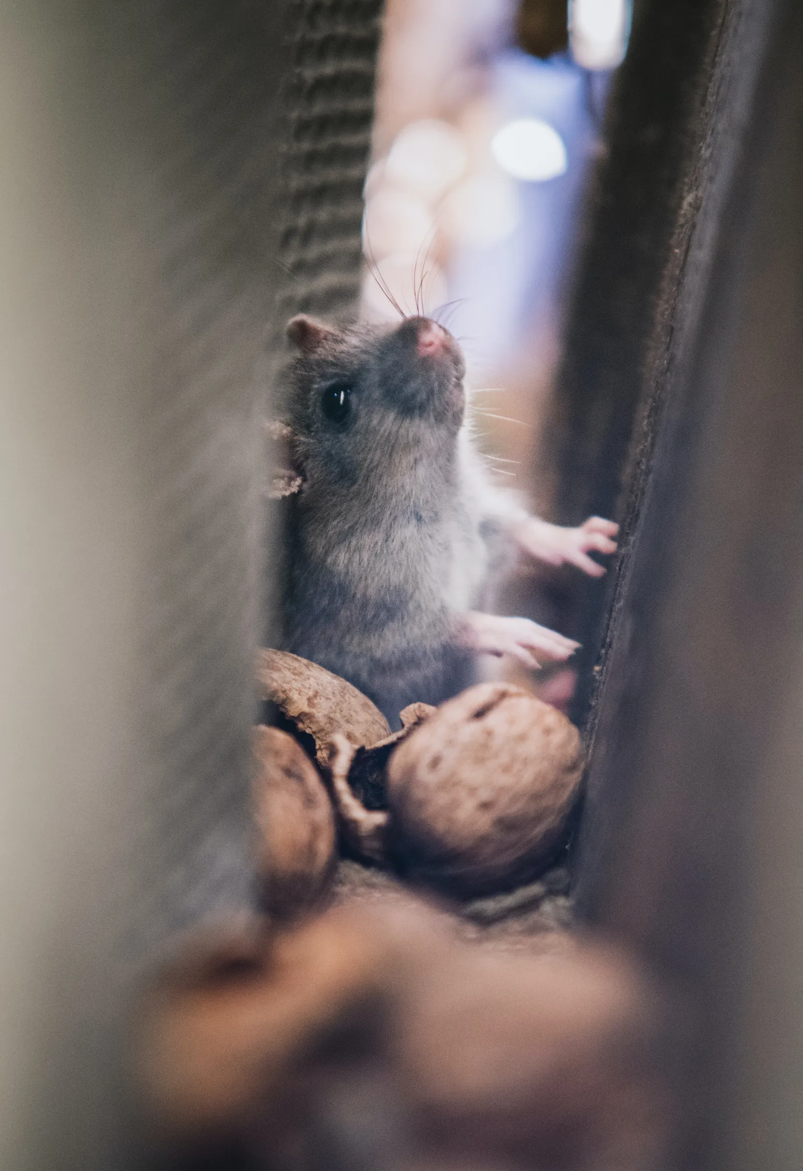 rat in the wall with nut shells