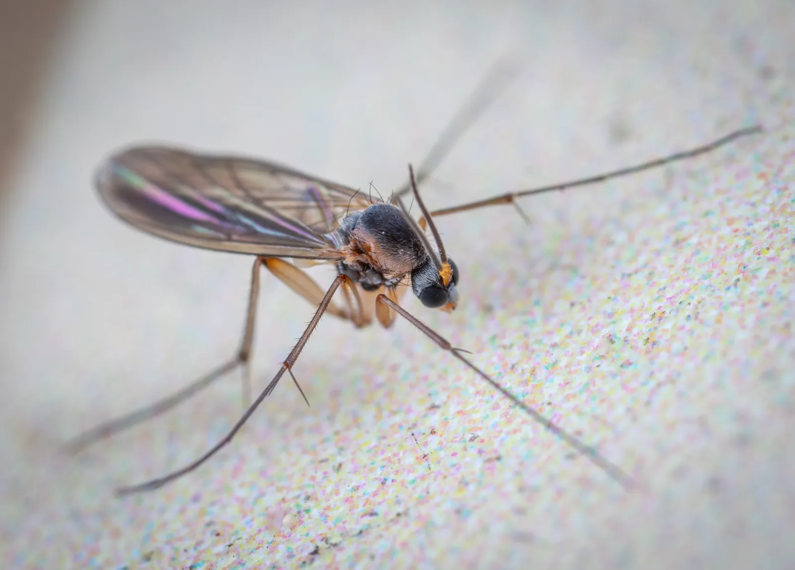 up close picture of a gnat