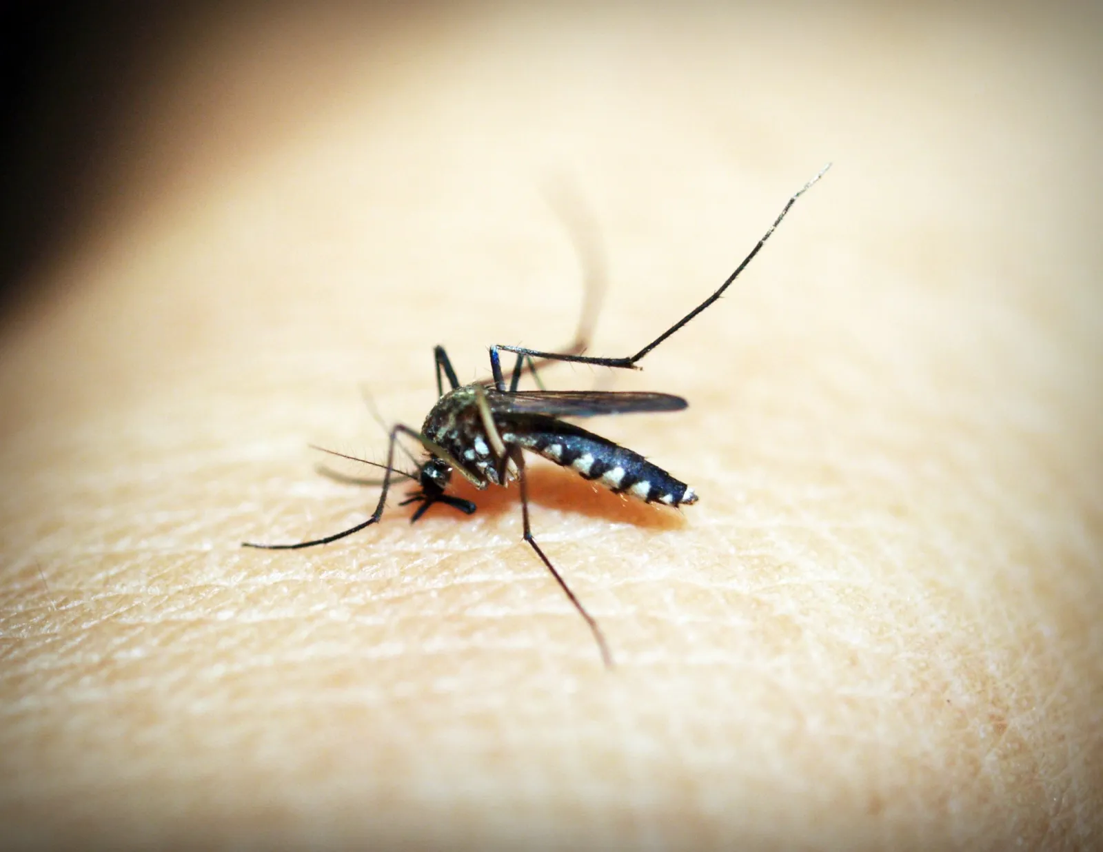 close up of mosquito biting a human arm