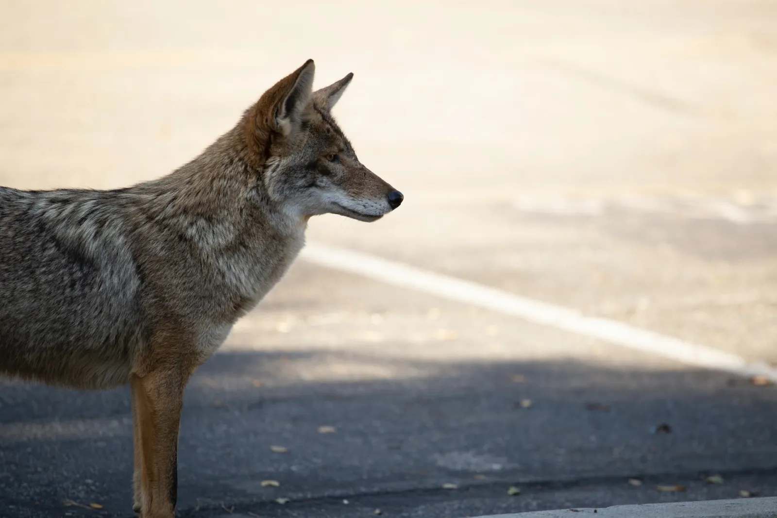 coyote standing by a city road