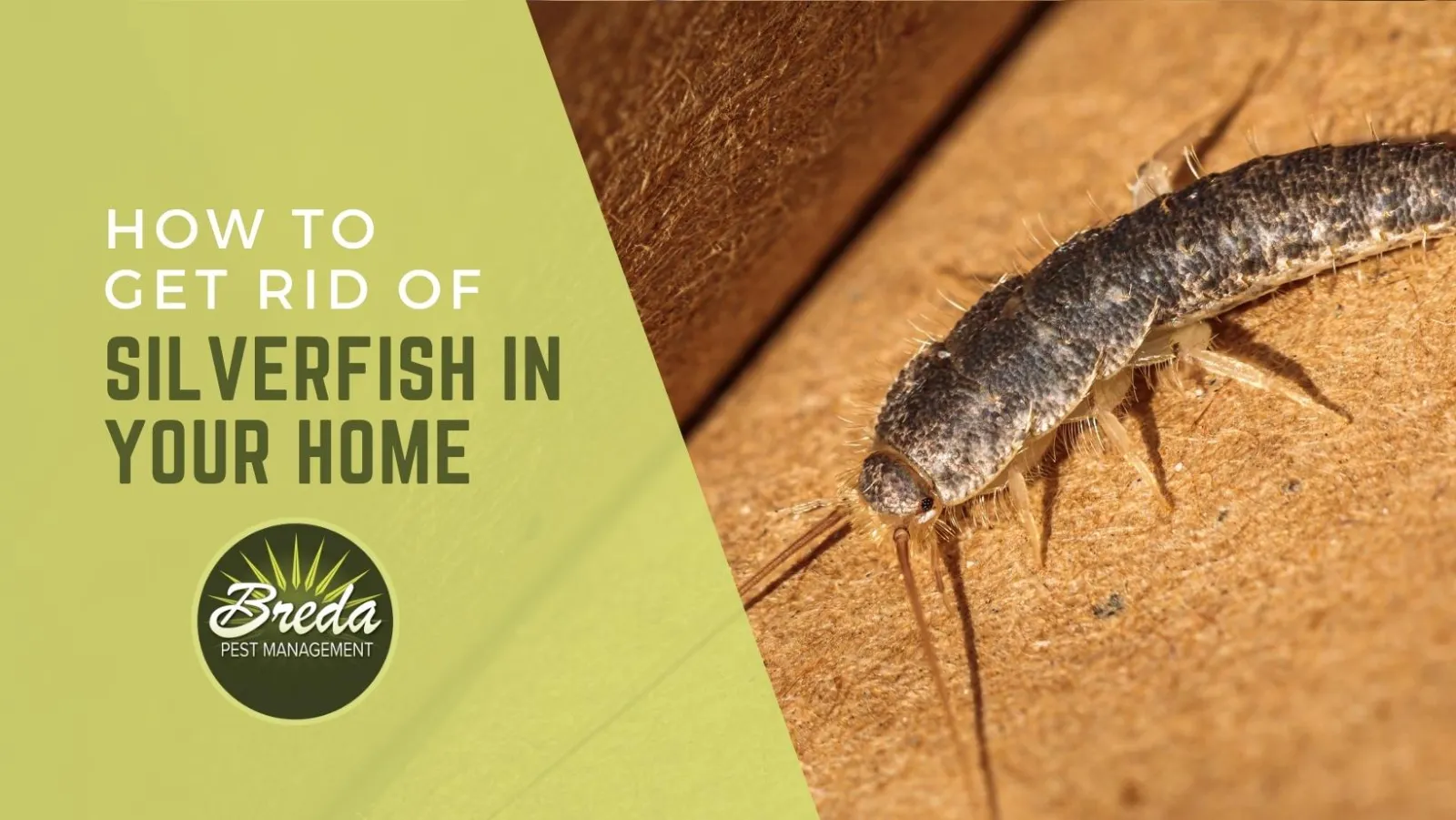 Silverfish: How to Identify, Control, and Get Rid of Them