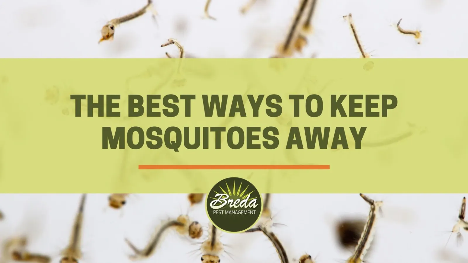 What keep deals mosquitoes away