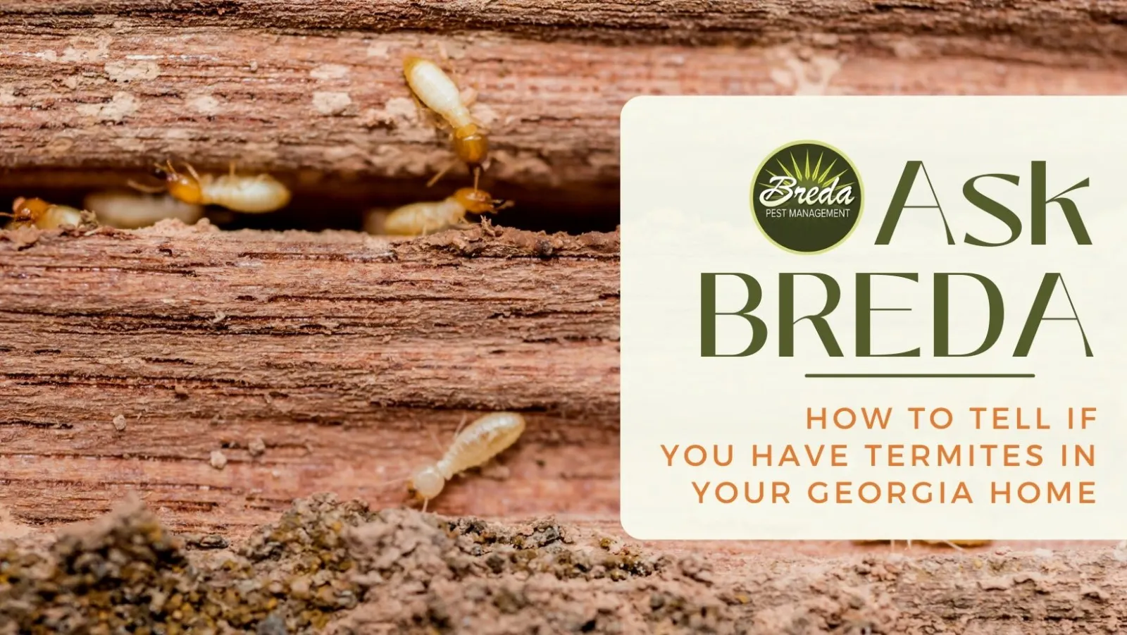 breda offers termite control and treatment in atlanta