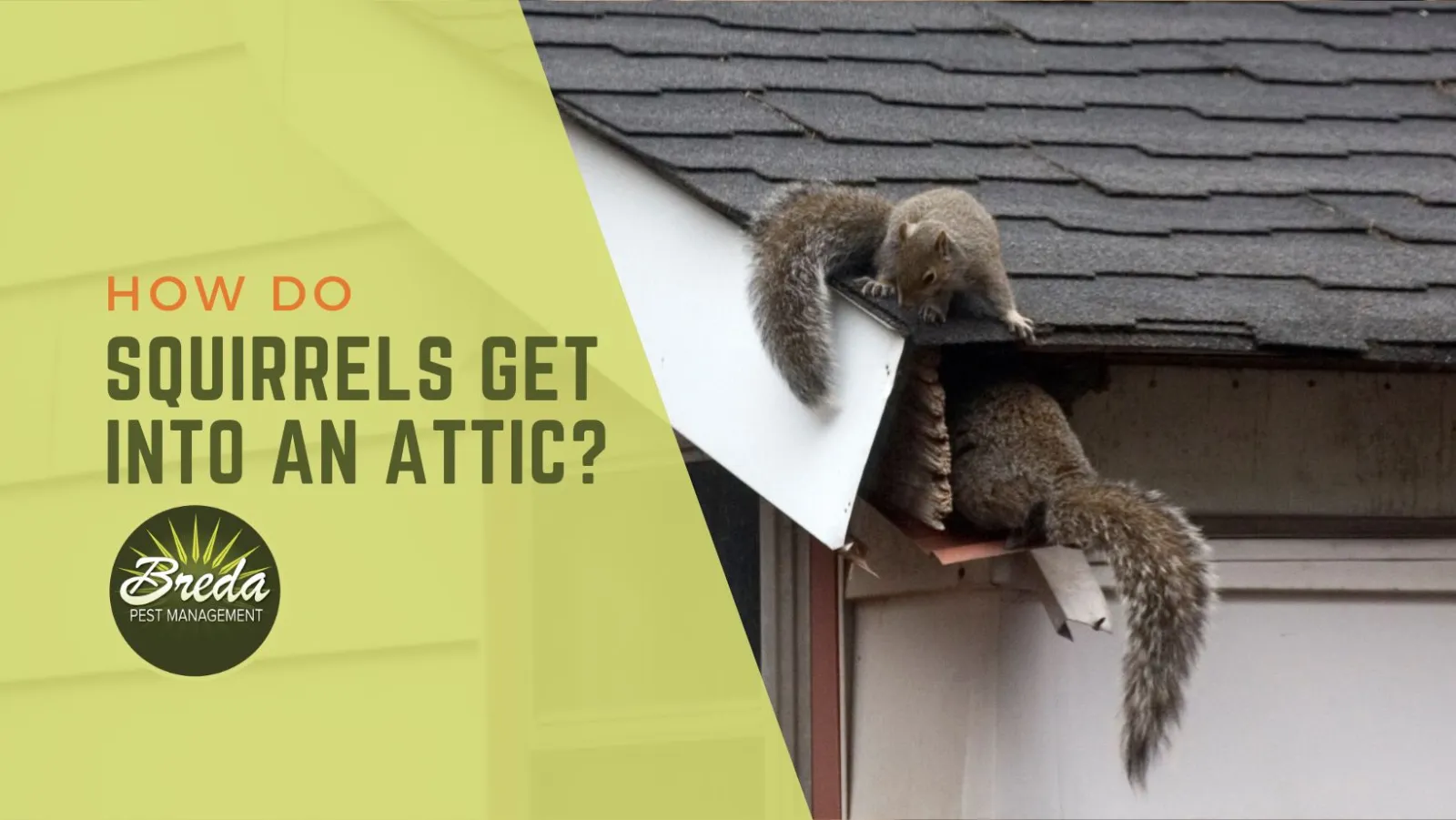 How To Get Rid Of Squirrels In The Attic (2024)