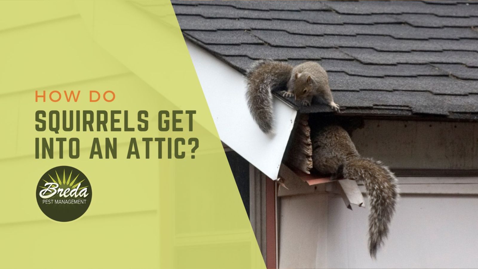 How to Get Rid of Squirrels in Your Attic, Amco Ranger Termite & Pest  Solutions