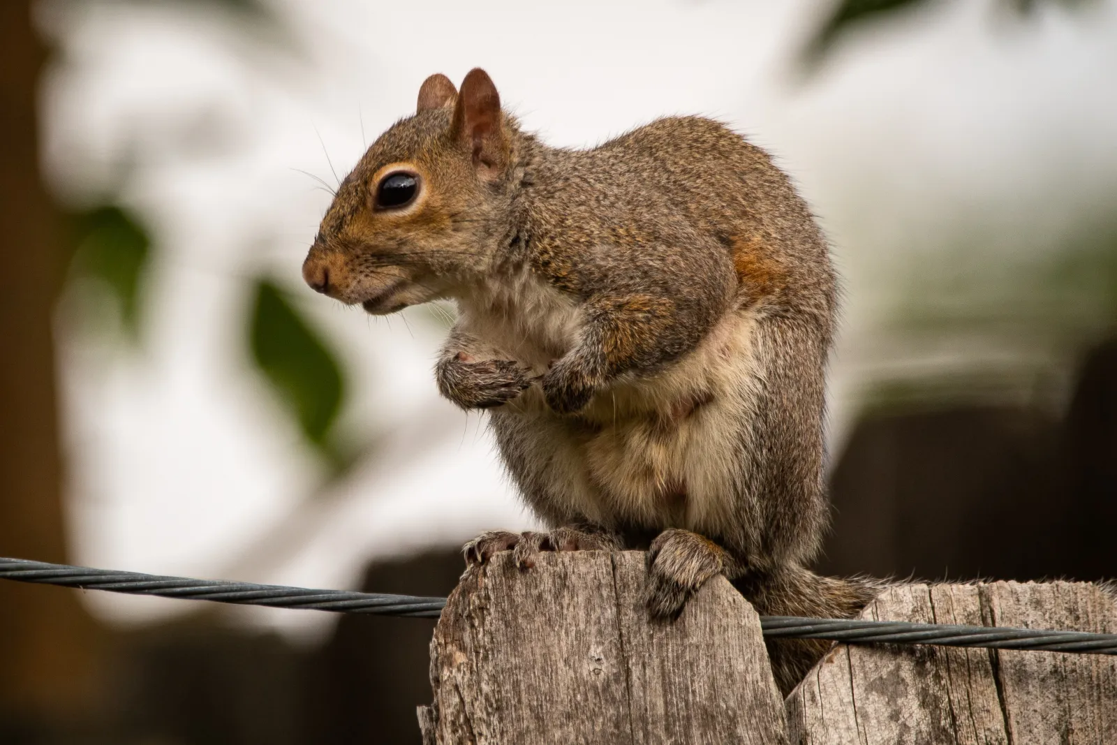 rodent extermination in atlanta