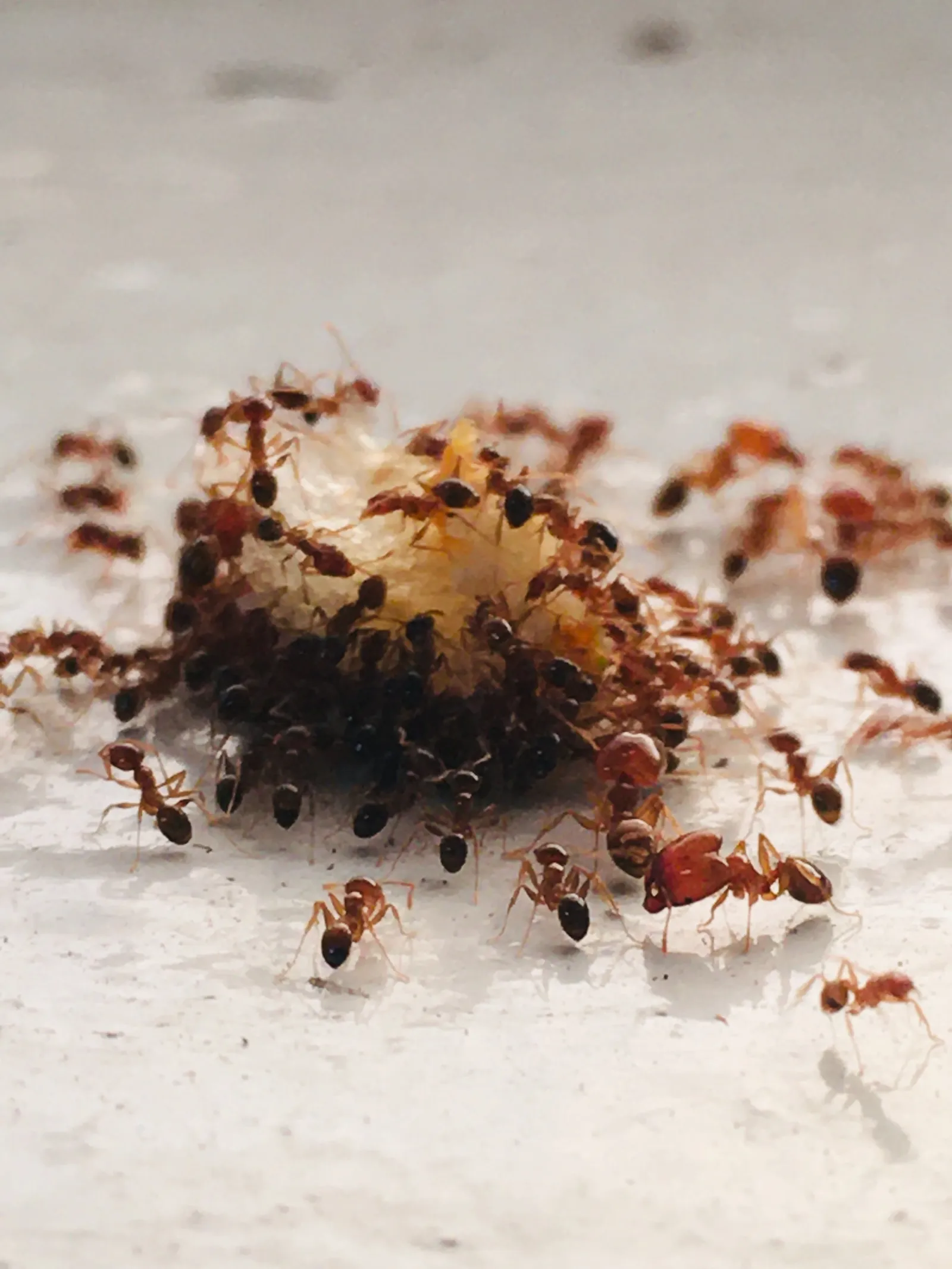 ants eating rotten food on the floor