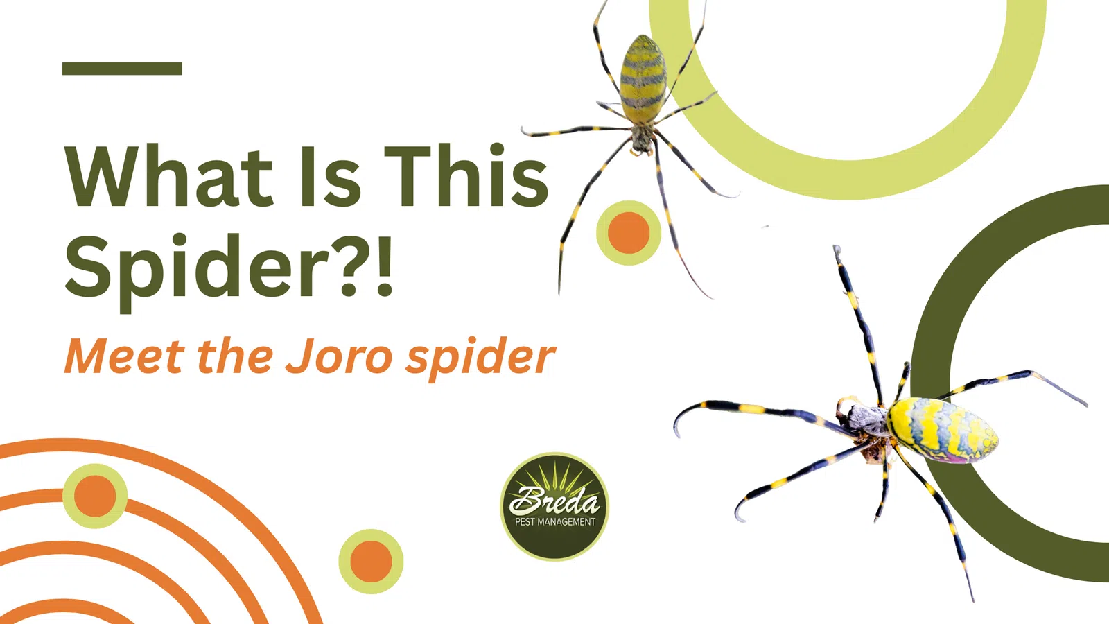 Meet the Joro spider