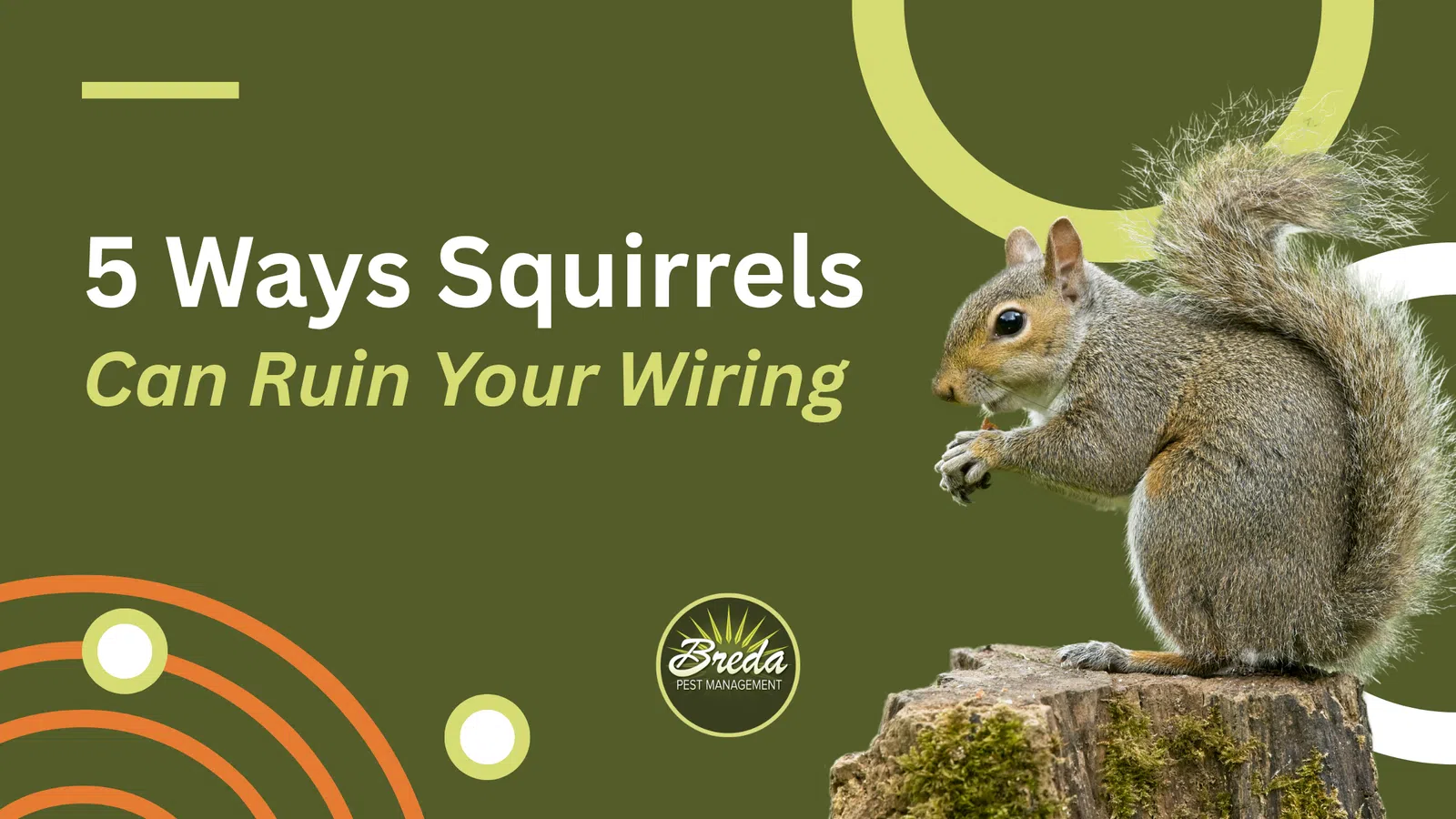 Grey squirrel sitting on a tree stump with text about squirrels damaging wiring on green background.