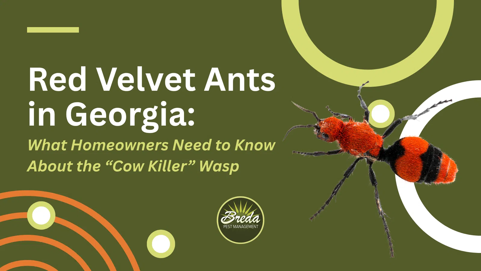 Close-up of a red velvet ant on green background with text about red velvet ants and cow killer wasp in Georgia.