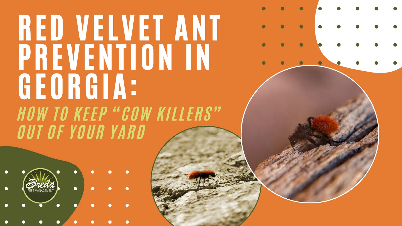 Red velvet ant close-up images with text about prevention and keeping cow killers out of yards in Georgia.