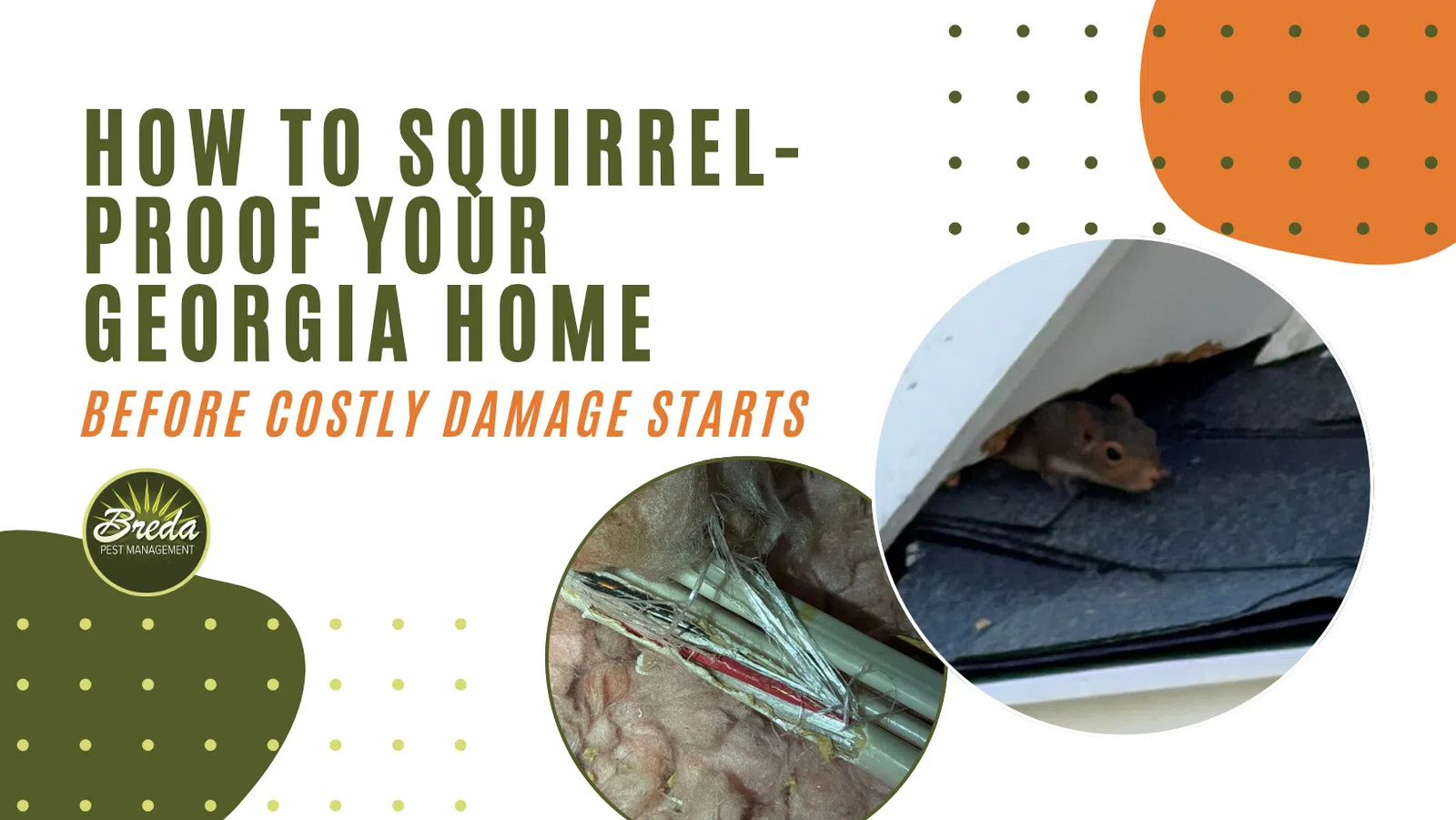 Guide on squirrel-proofing Georgia homes with images of squirrel damage and a rodent peeking from roof eaves.