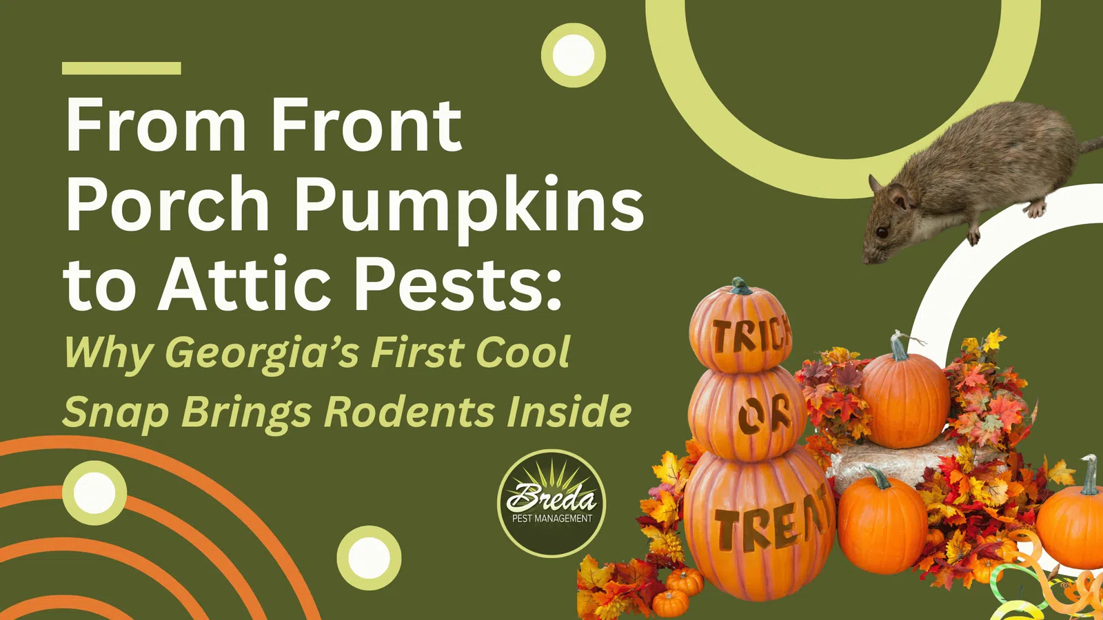 Rodent on green background with stacked pumpkins and fall leaves, promoting Georgia's first cool snap bringing rodents inside.