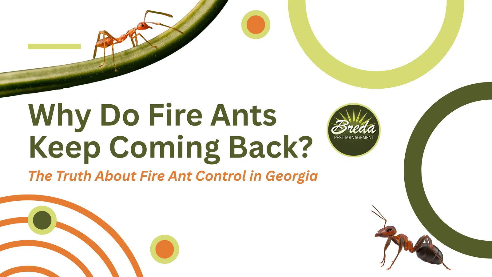 Fire ant on green stem with overlaid text about fire ant control in Georgia and Breda Pest Management logo