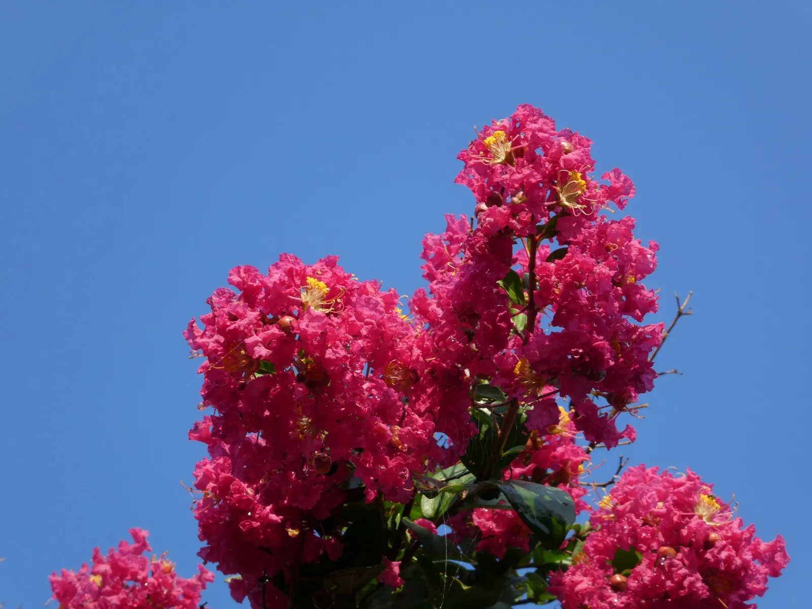 a beautiful crepe myrtle 