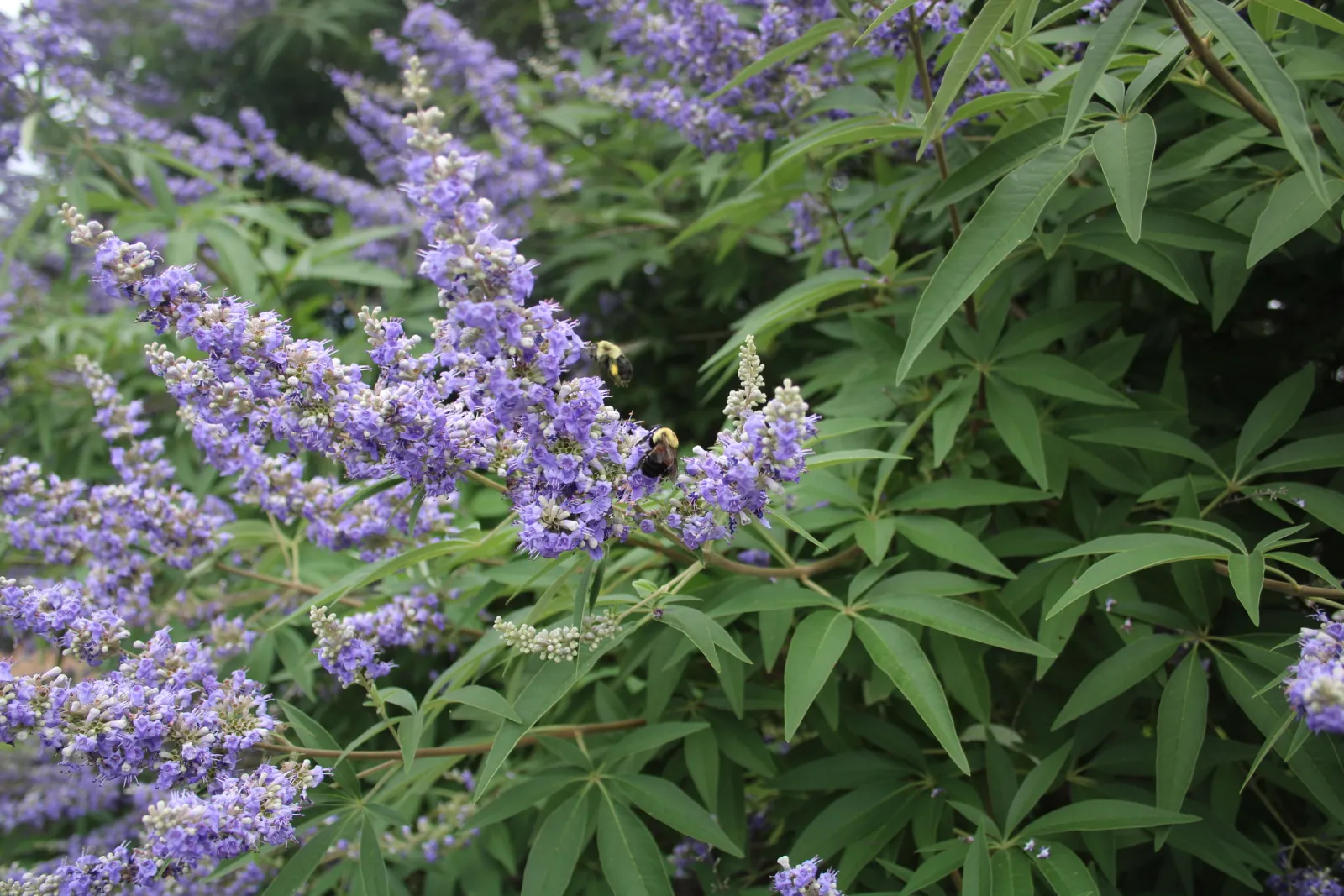 vitex chaste tree petals