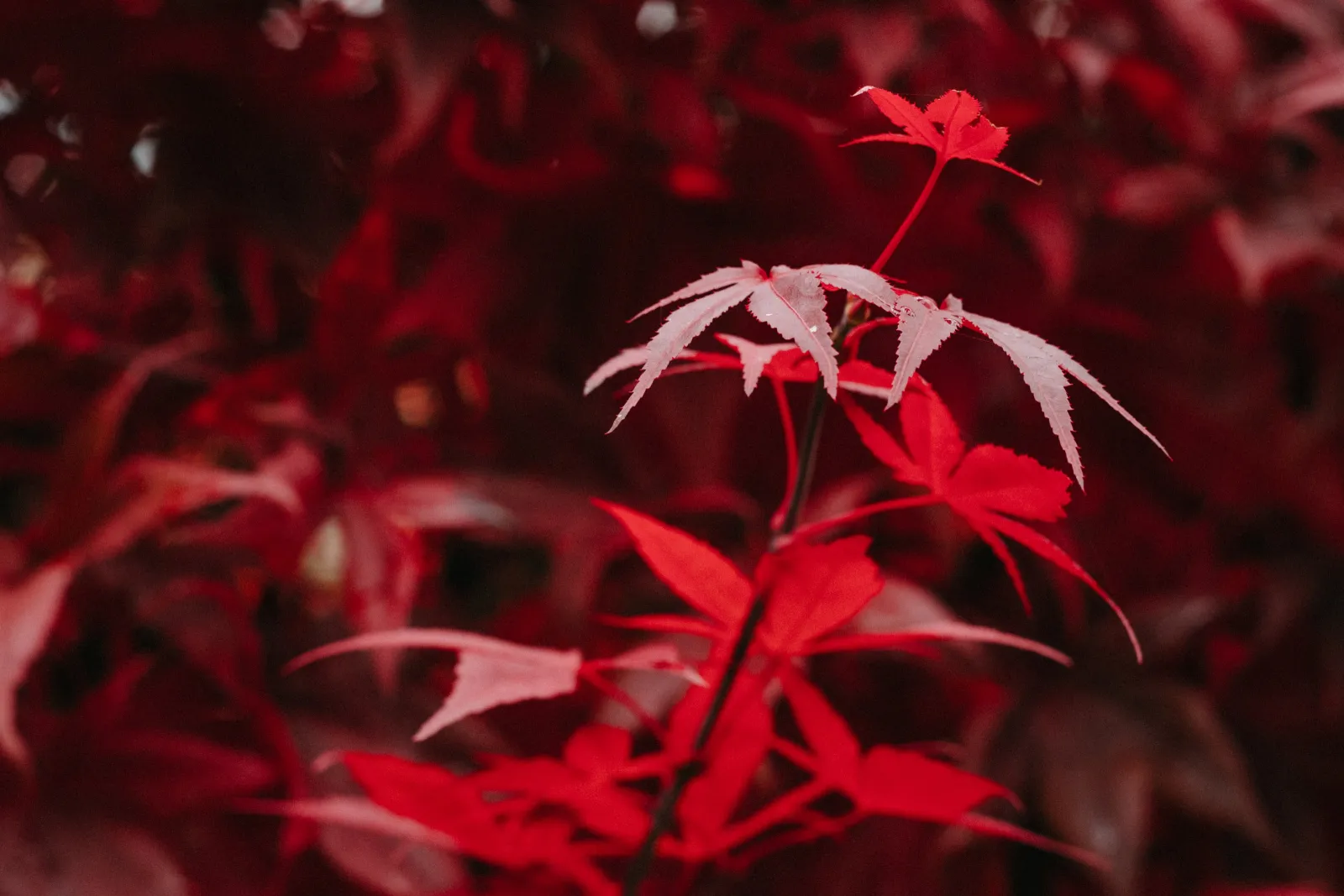 a japanese maple leaf