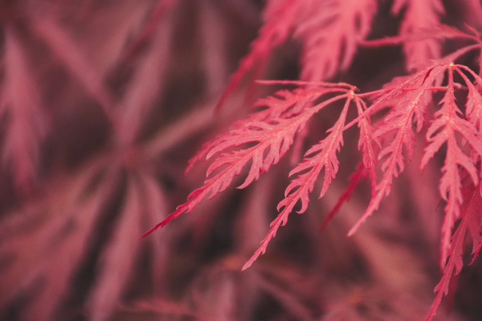 a laceleaf japanese maple being pruned