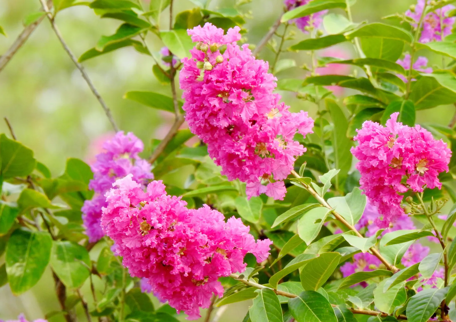 a close up of a muskogee crape myrtle purple tree