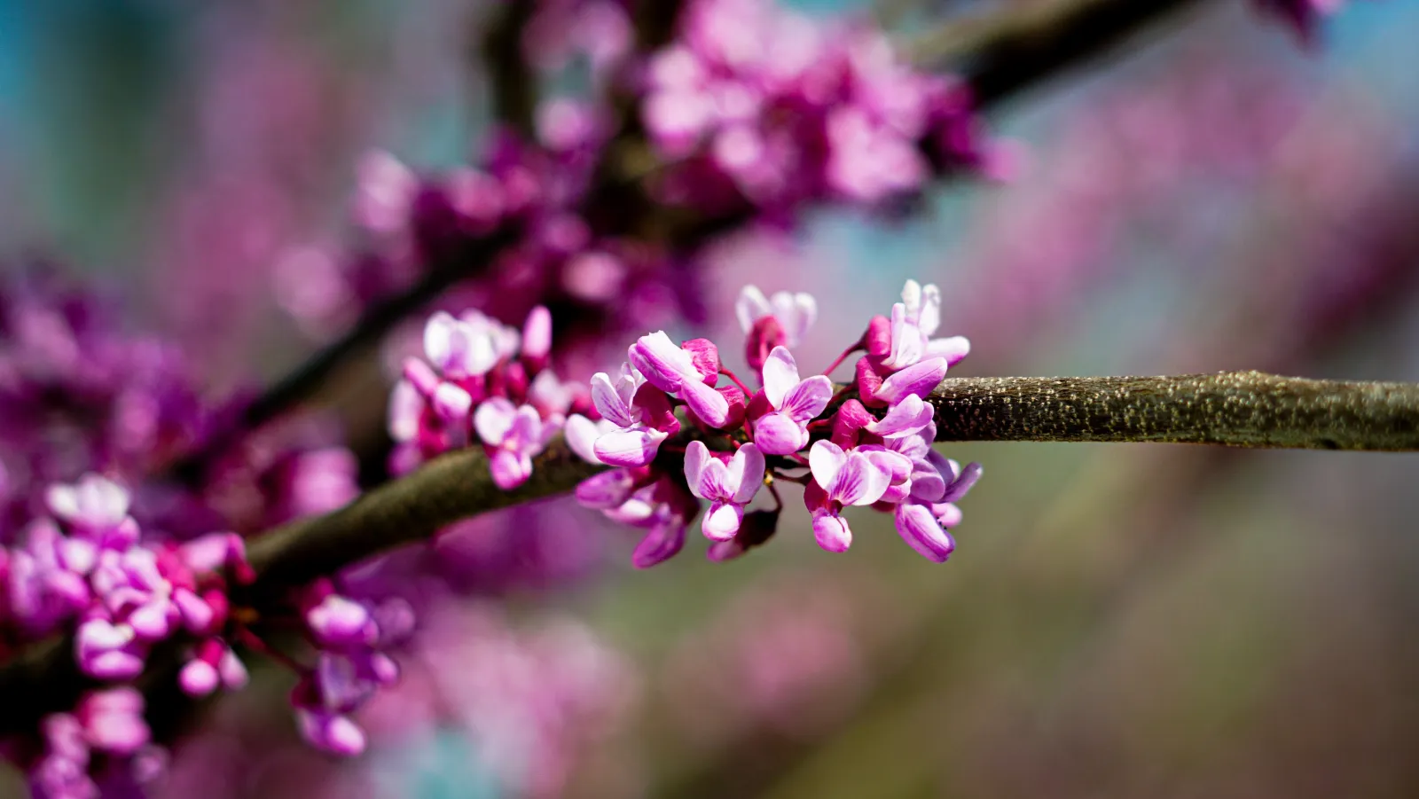 a picture of a redbud 