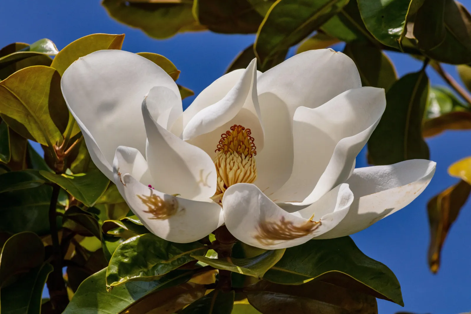 a close up picture of a southern maple