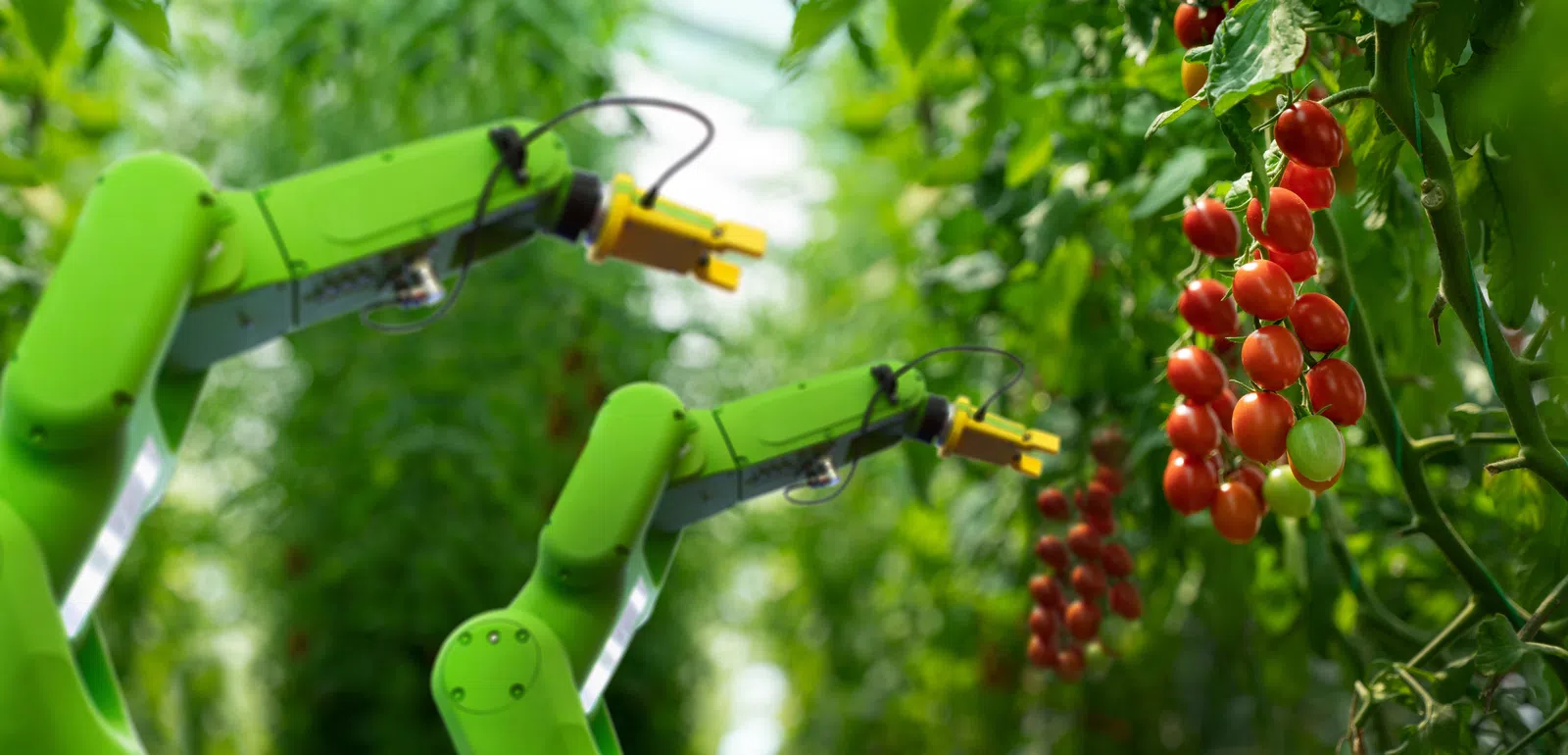 Robotic arms harvesting ripe tomatoes in a lush greenhouse with green leaves and red fruit clusters.