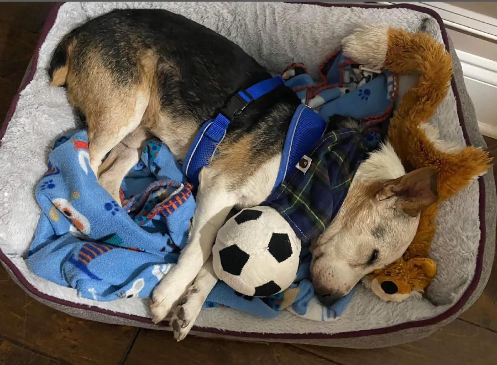a dog lying on a stuffed animal