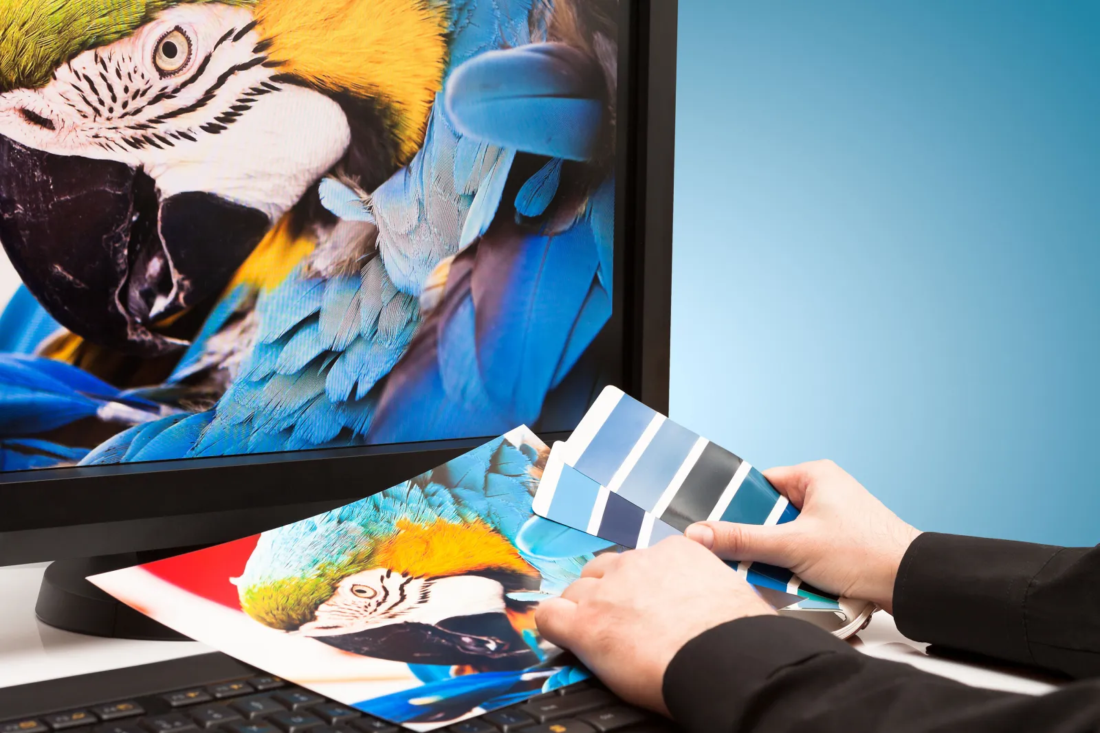 A graphic designer checks the color of a high resolution image of a blue macaw