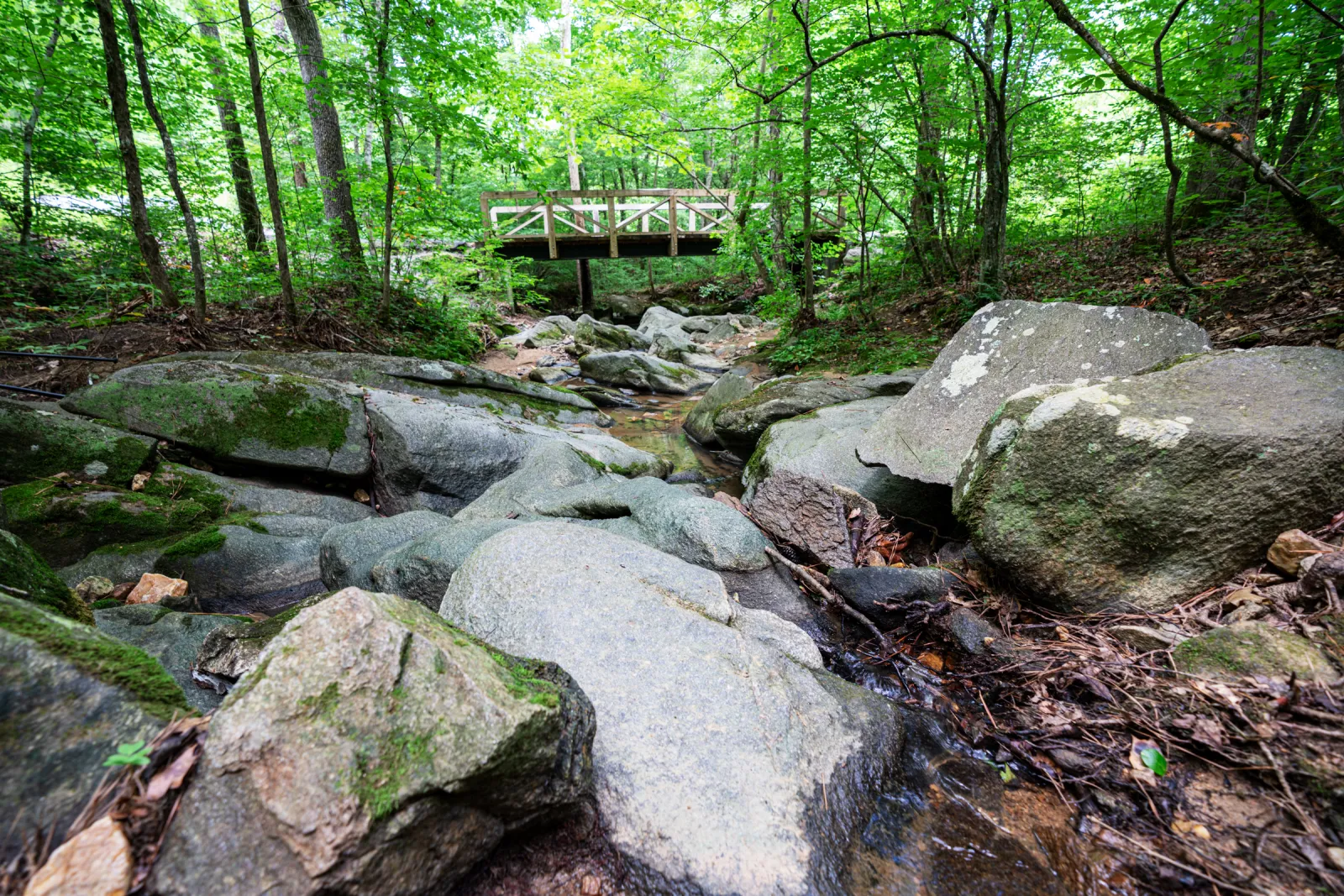 Rocky forest stream with a small wooden footbridge surrounded by lush green trees and foliage.