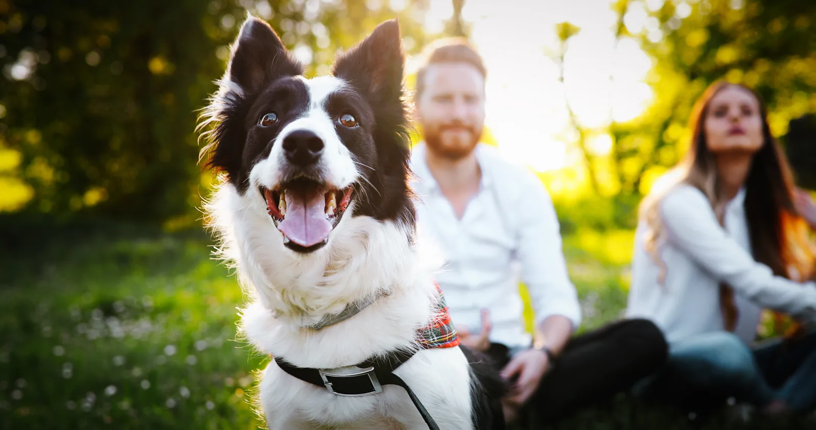 Happy black and white Border Collie sitting on grass in sunlight with blurred couple in background outdoors.