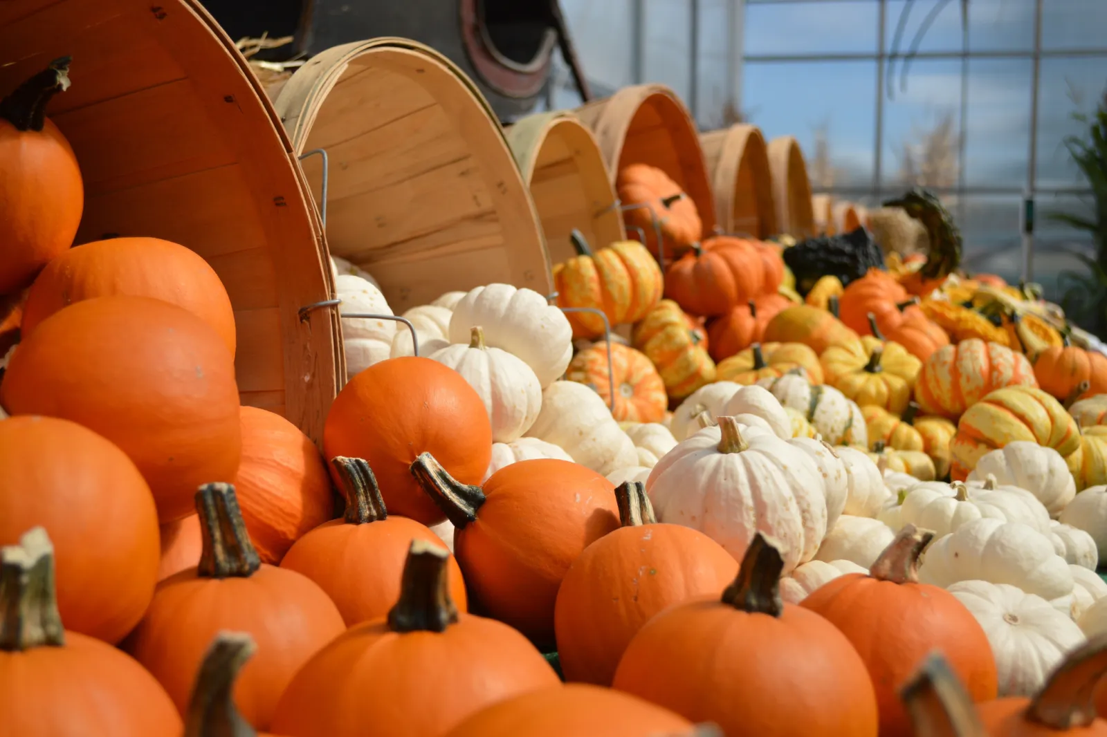 pumpkins in bins at a fall festival
