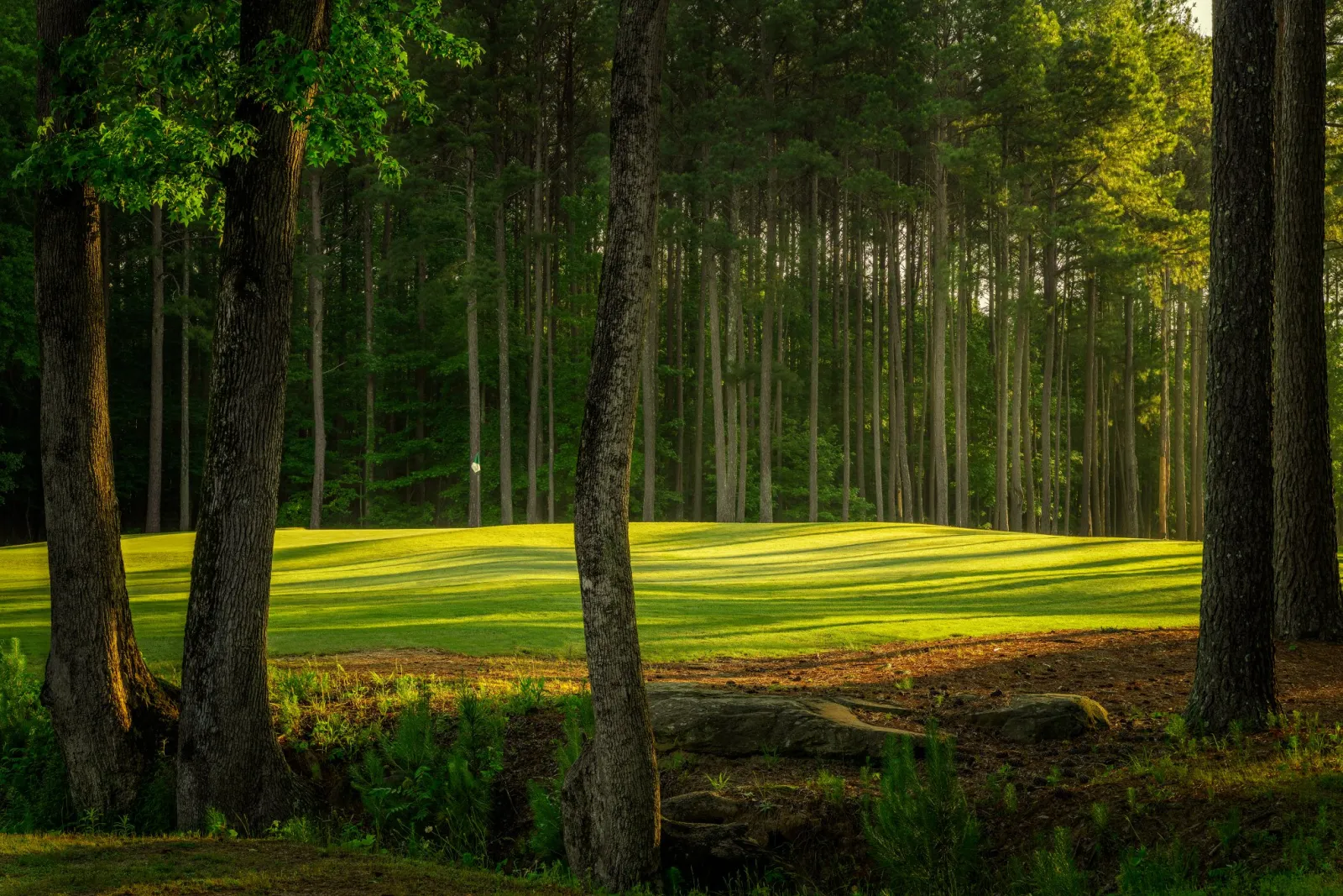 trees around the green at the golf course