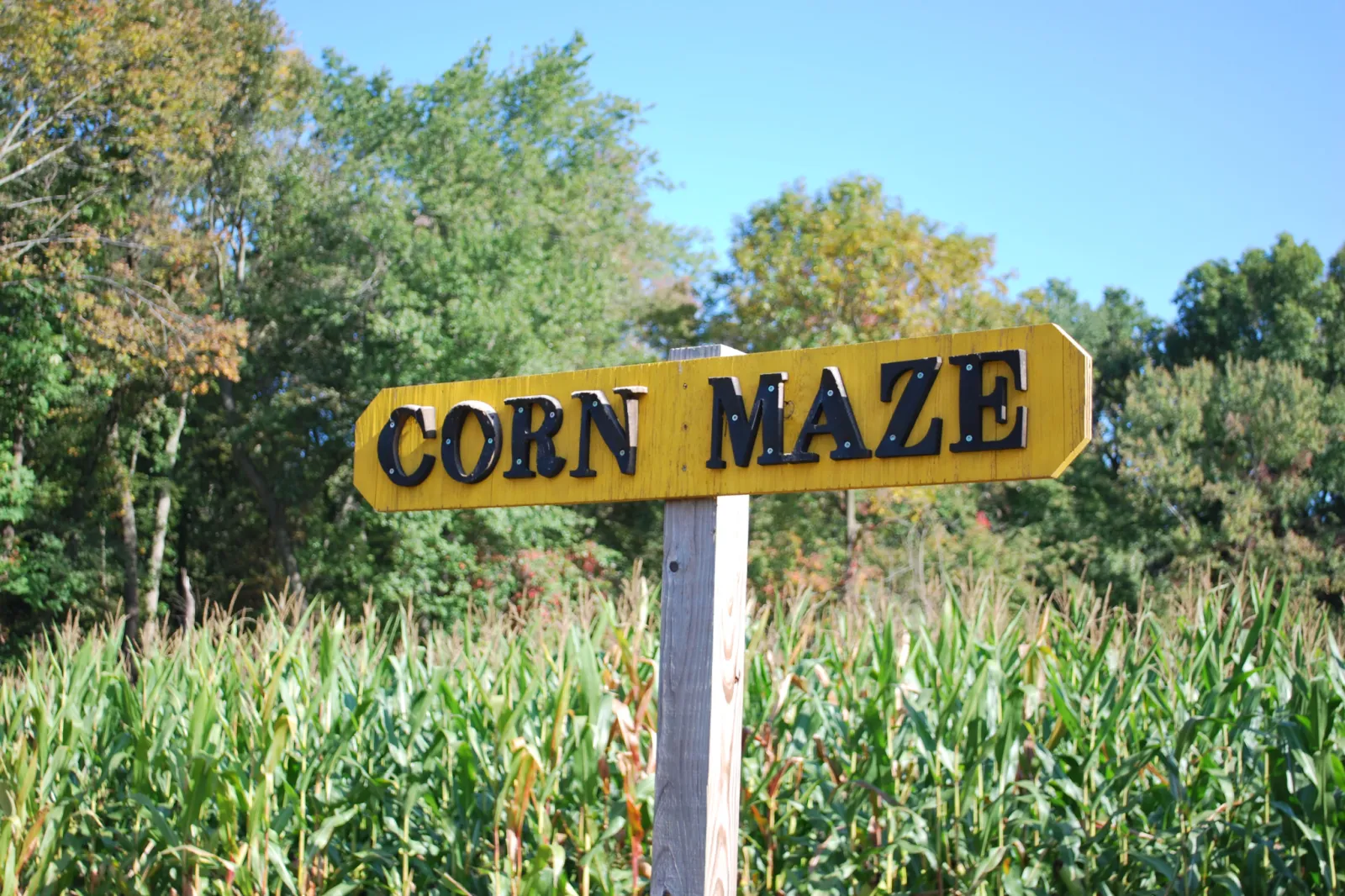 corn maze sign in a corn maze