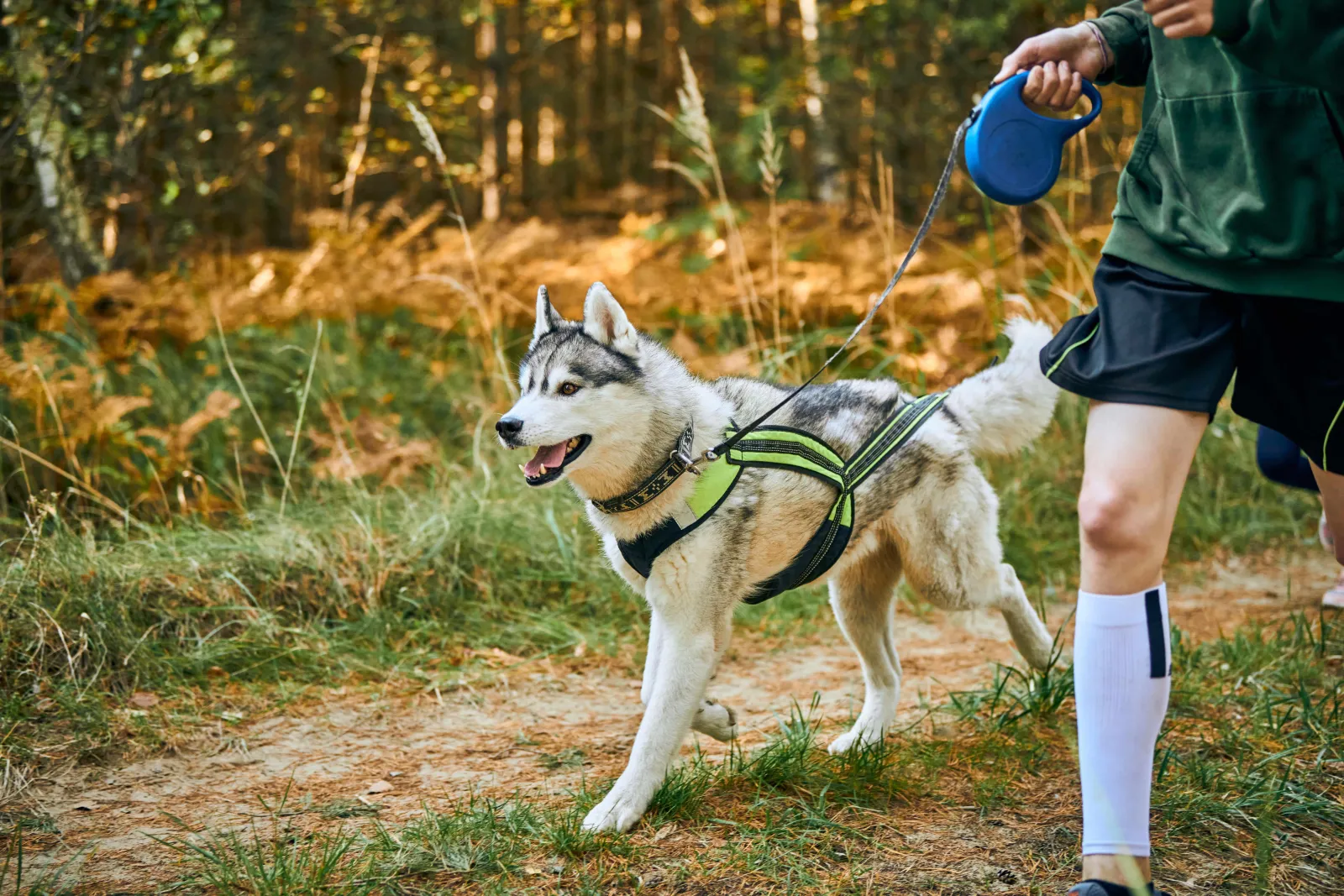 The Best Harness For Your Dog