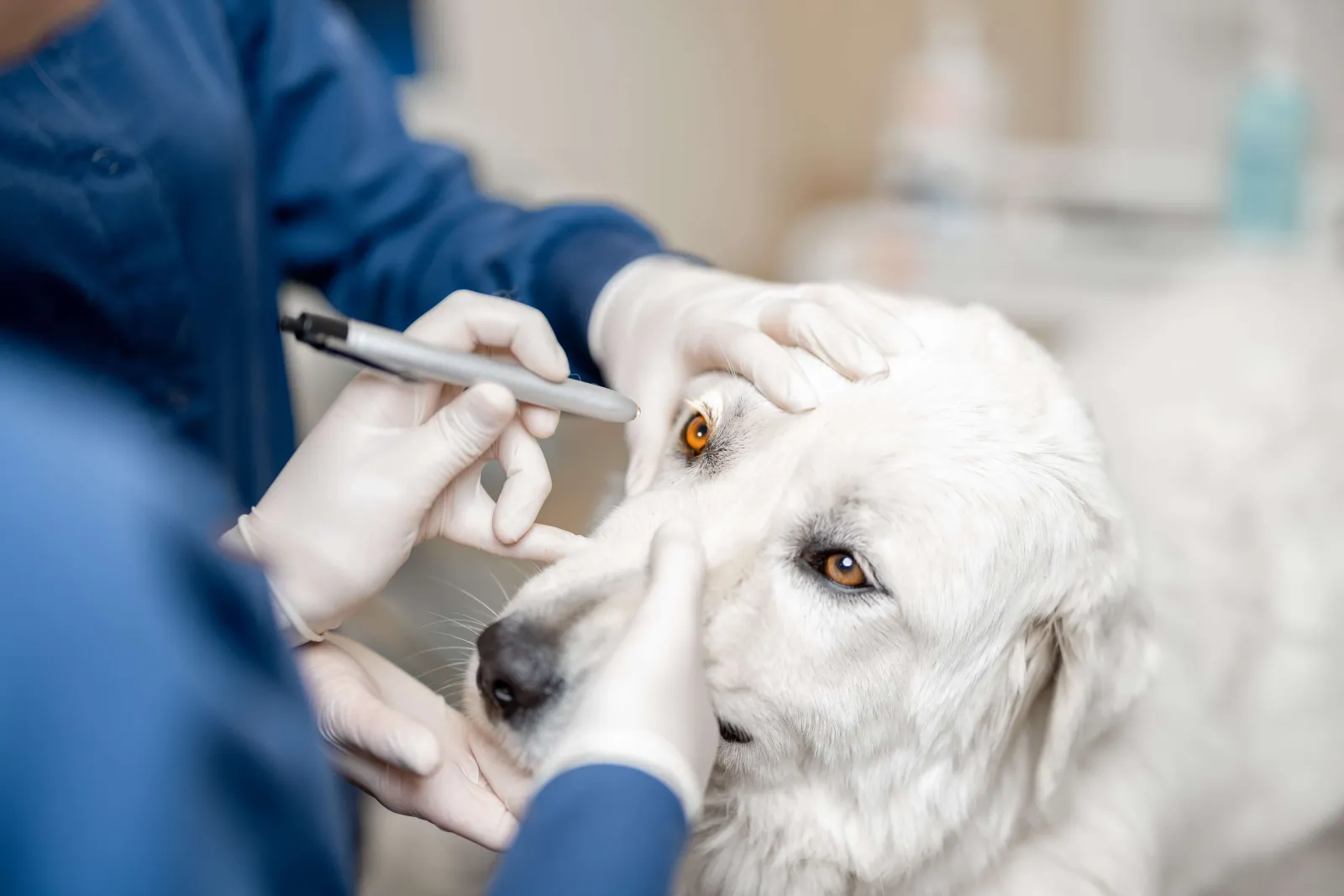 Sudden vision loss in dogs