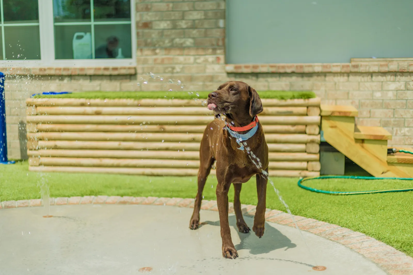 Dog boarding hotsell for nervous dogs