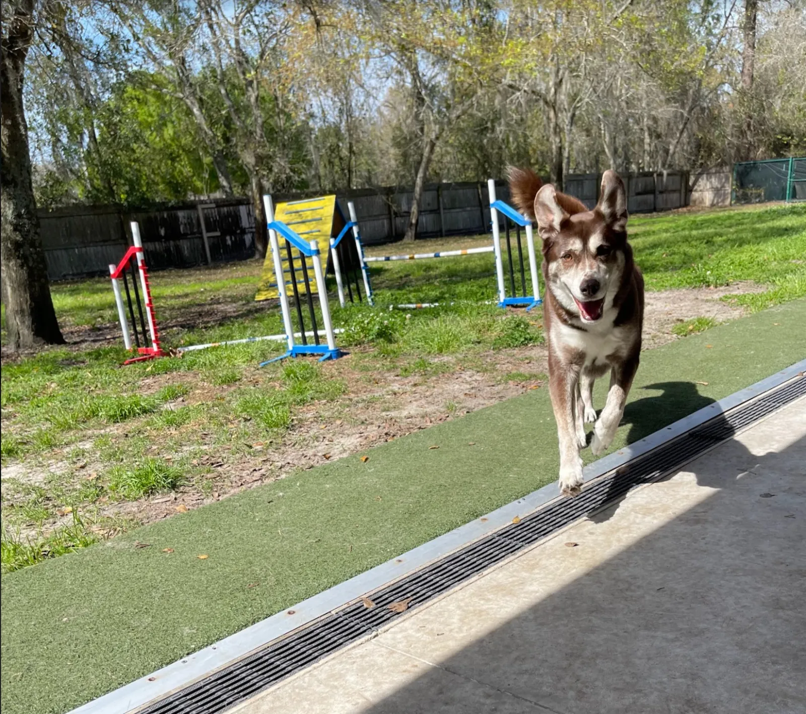 Pacetti store dog spa