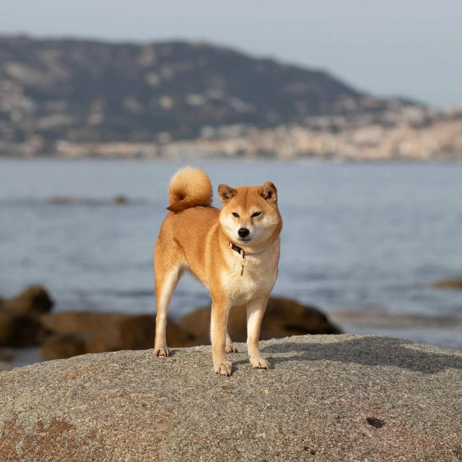 Inus Walk With Their Tails Up