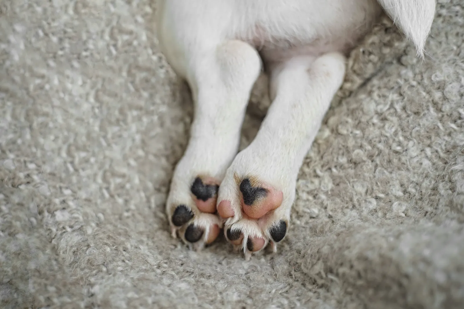 Causes For Discolored Paw Pads