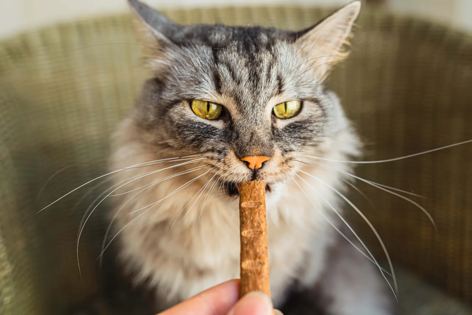 Best Treats for Your Cat