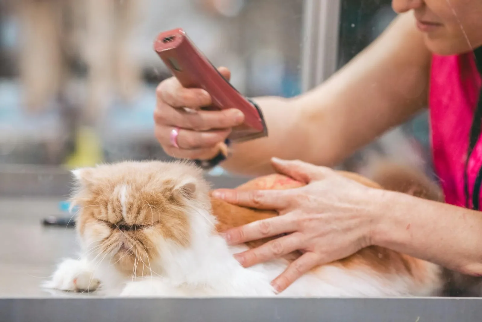 Shaving Your Cat