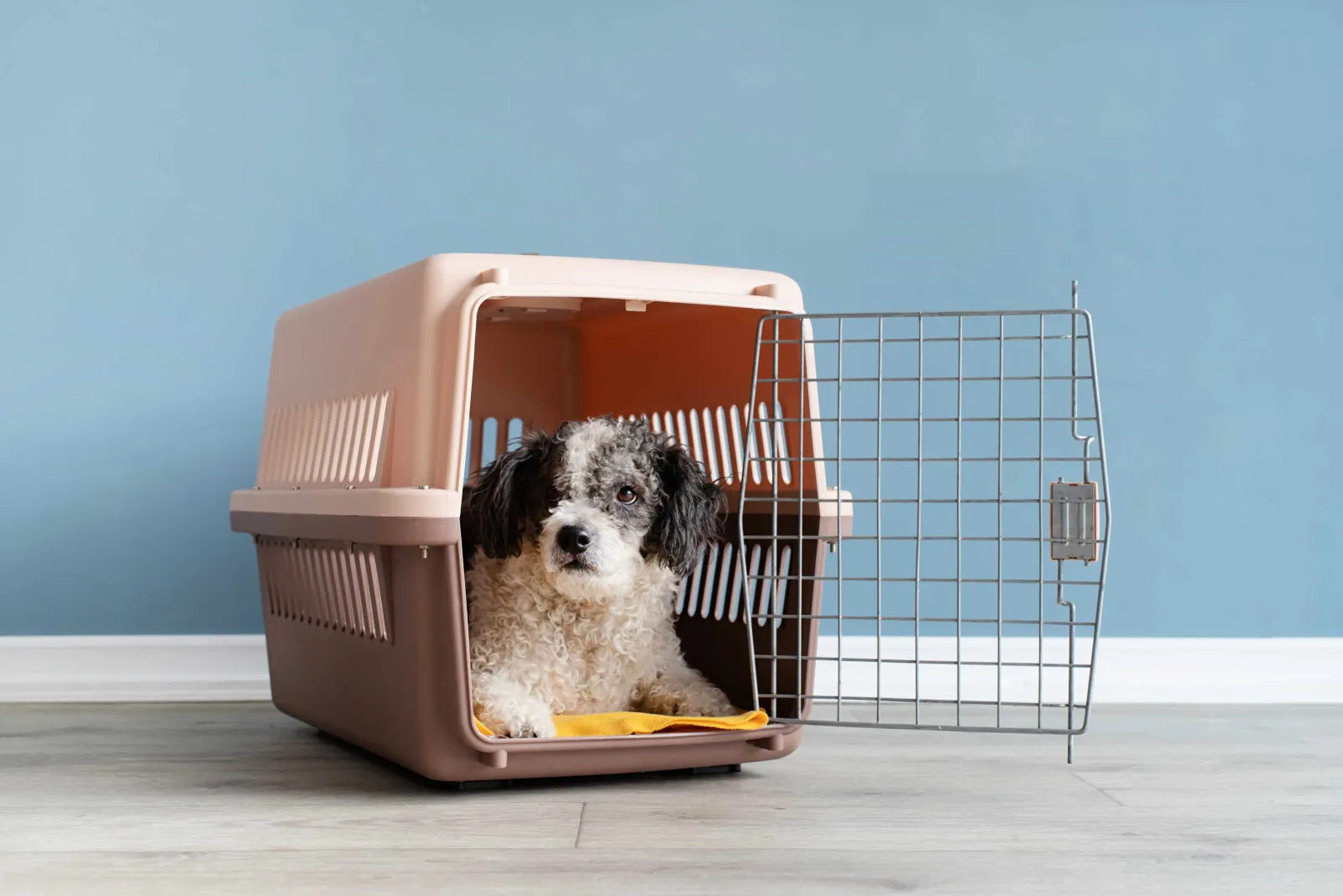 Pick The Right Crate For Your Dog